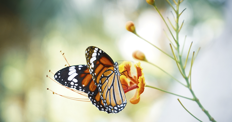 El significado de la mariposa en la tanatología